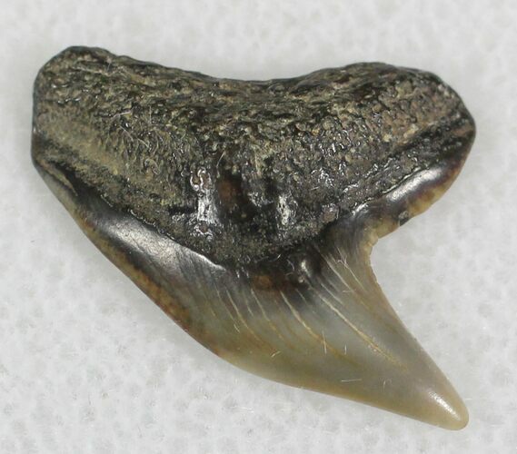 Fossil Tiger Shark Tooth - Virginia #25285